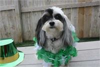 daycare pic 120 - pookie st pattys day